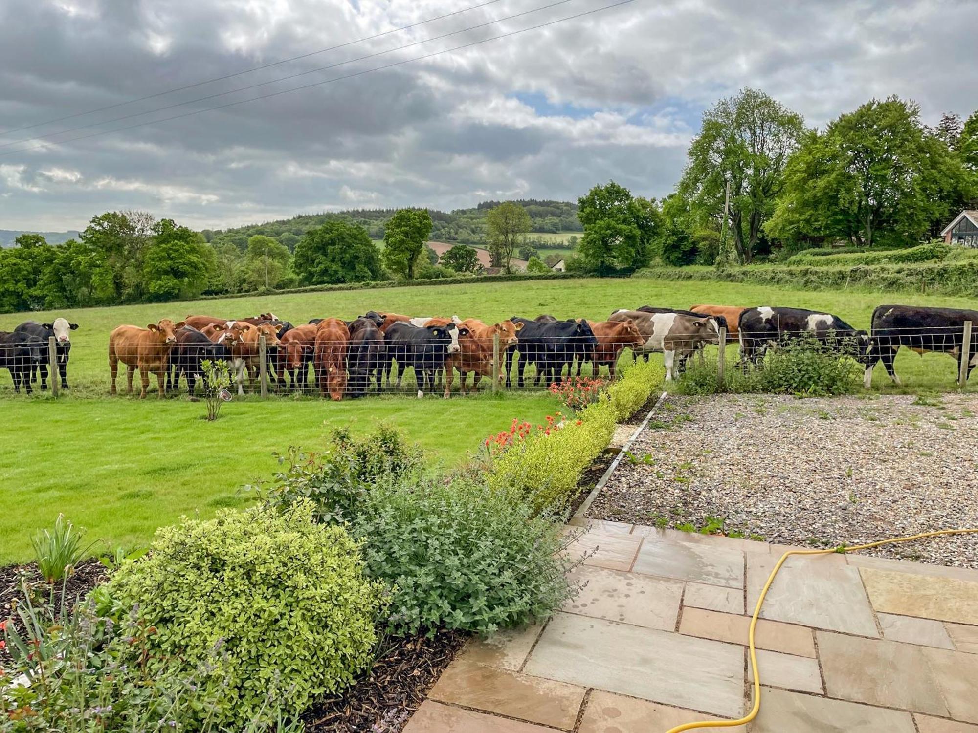 The Cosy Cowshed Villa Axminster Luaran gambar
